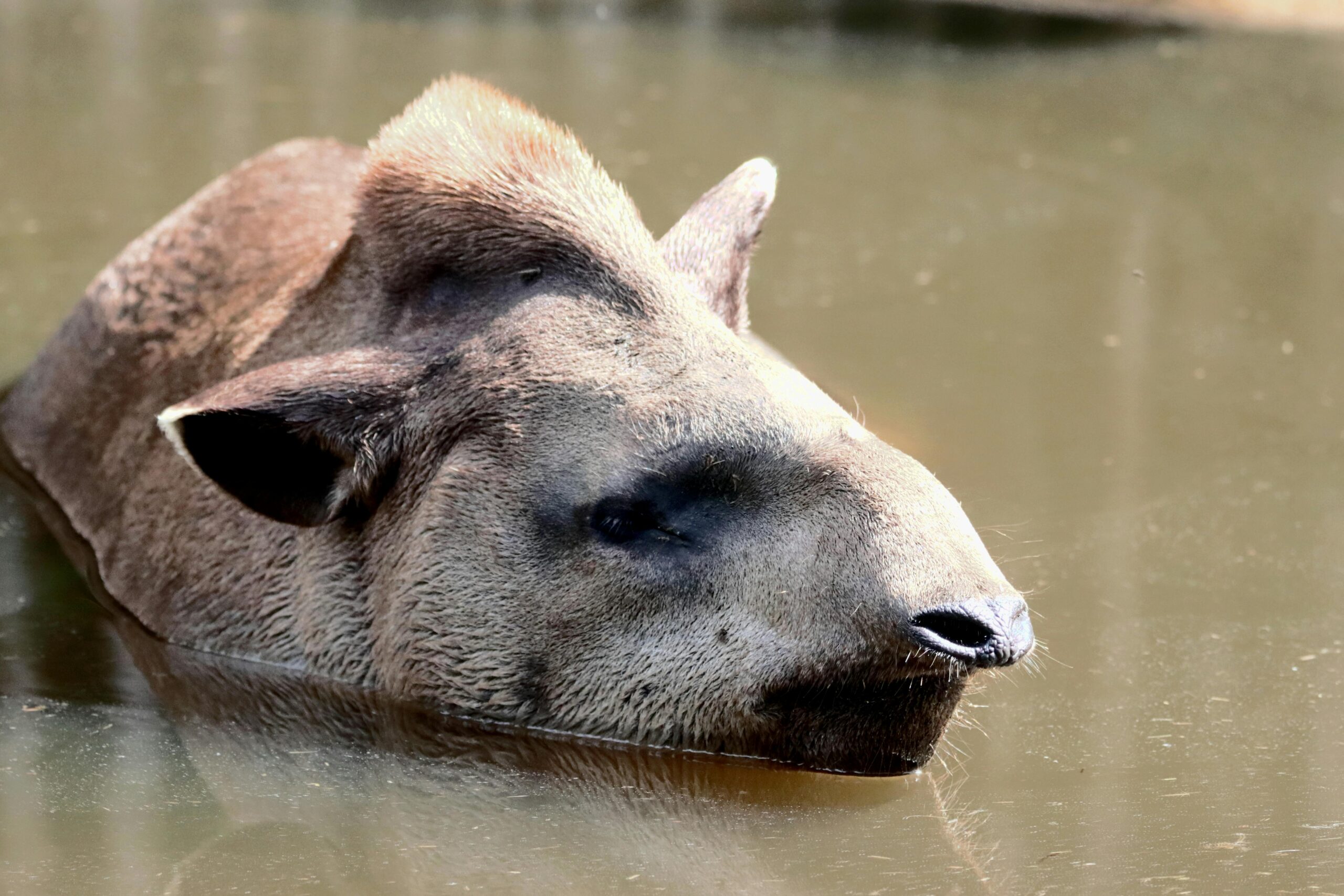 Tapir brasileño